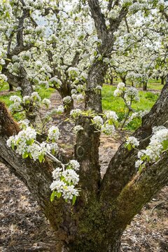 Apple trees filled with white blossoms in a spring orchard near Hood River, Oregon, showcasing agriculture, beauty, and seasonal growth.