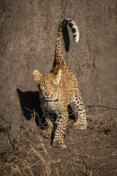 Leopard, Panthera pardus, Cub. Standing with its tail raised vertically, showing the white tip.