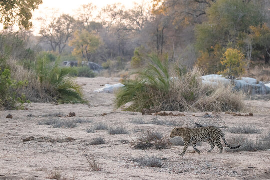 Leopard, Panthera pardus, Female walking across a dry, sandy river bed.