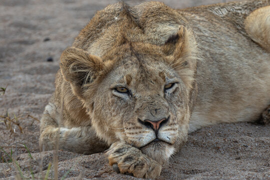 Lion, Panthera leo, Sub adult, Lying down, resting its chin on its paw in the sand.