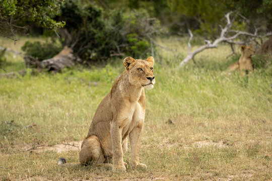 Lion, Panthera leo, Lioness. Lioness sitting upright in the grass, scanning the surroundings.