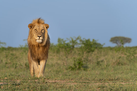 Lion, Panthera leo, Male. Male lion with a prominent mane standing in a grassy field against a soft blue sky.
