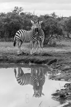 Zebra, Equus quagga, Pair. Black and white image of two zebras standing near a waterhole with clear reflections.
