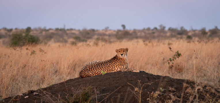 Cheetah, Acinonyx jubatus, Adult. Resting on a small, dark termite mound or rise in dry, golden grass at sunset.