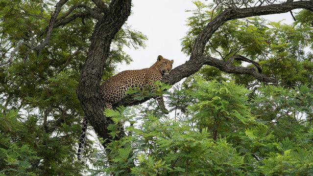 Leopard, Panthera pardus, Young Male. Lying on a branch of a weeping wattle tree surrounded by dense green foliage.