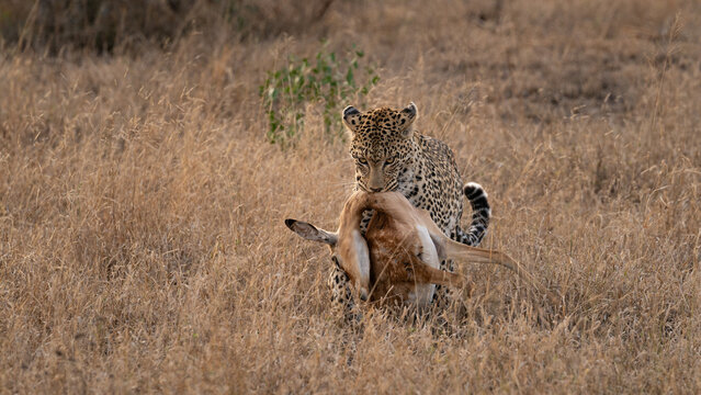 Leopard, Panthera pardus, Adult with an Impala Kill. Dragging the carcass through dry, brown grass.