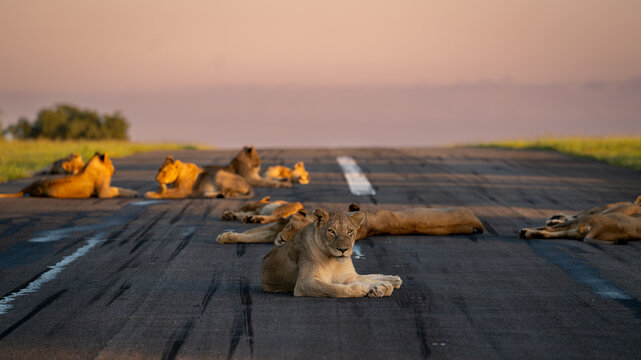 Lion, Panthera leo, Group (Pride). Multiple lions resting on a paved runway at sunset.