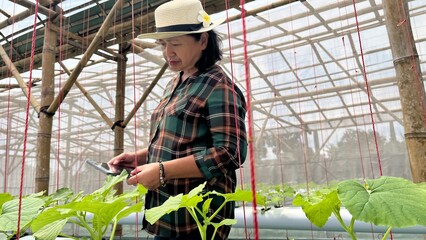 Obraz premium A woman observes the growth of melons grown using the hydroponic planting method.