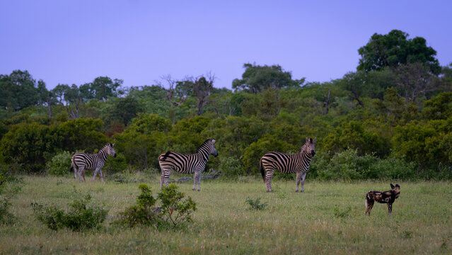 Wild Dog, Lycaon pictus, & Zebra, Equus quagga, Group. A standoff between a wild dog and a small group of zebras in a grassy clearing.