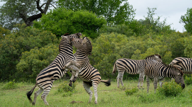 Zebra, Equus quagga, Stallions. Two zebras rearing up on their hind legs and fighting in a grassy field.