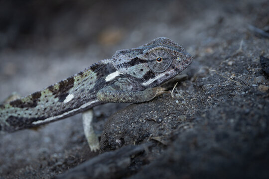 Chameleon, Chamaeleo, Adult. Close-up side profile of a chameleon resting on the ground, highlighting its large eye.