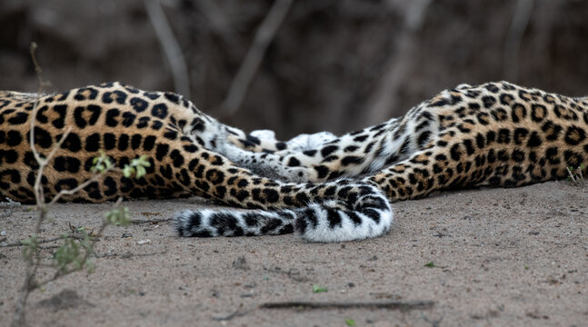 Leopard, Panthera pardus, two leopards resting on the ground, with their tails touching, close-up.