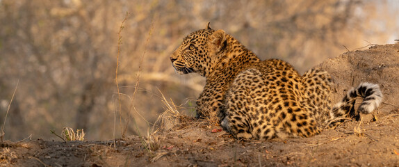 Leopard, Panthera pardus, a cub lying on a low bank in golden light, looking sideways
