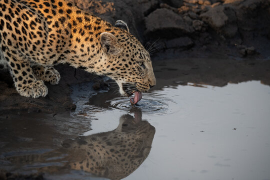 Female leopard, Panthera pardus, drinking water from a muddy puddle with its reflection visible on the water's surface.