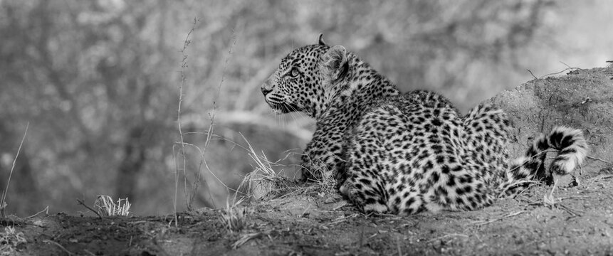 Leopard cub, Panthera pardus black and white portrait of a cub lying on a low bank, looking to the side.