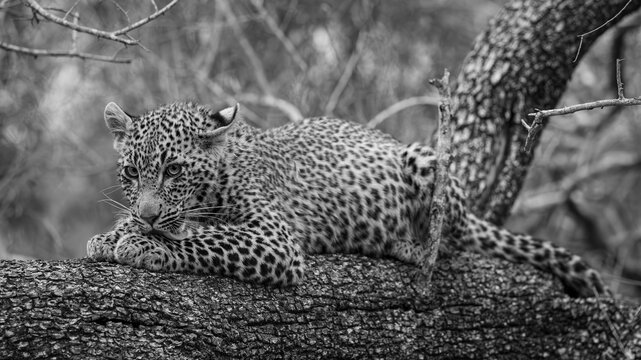 Leopard, Panthera pardus, cute cub lying on a tree branch. Black and white close-up portrait 