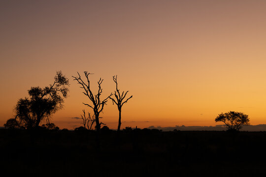Silhouette of trees against an orange sunset sky.