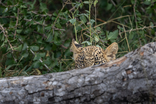 Leopard, Panthera pardus, Young cub peering over a fallen log or branch.