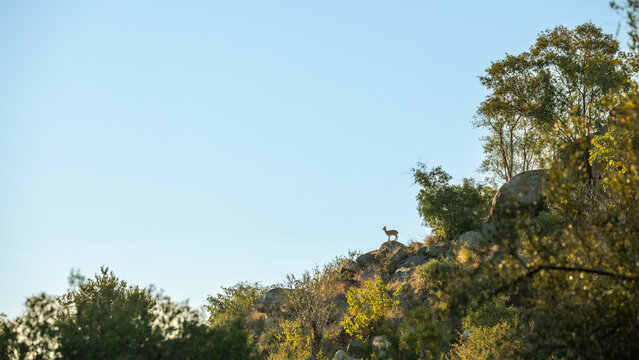 Klipspringer, Oreotragus oreotragus, Klipspringer silhouette standing on a rocky outcrop at sunrise.
