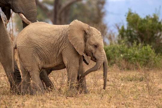 African Elephant, Loxodonta africana, Young elephant calf walking in the dry grass, partially obscured by an adult.