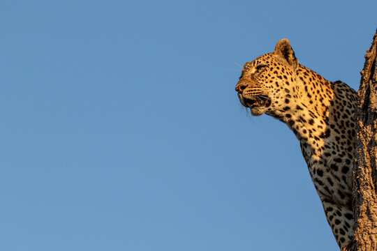 Leopard, Panthera pardus, Female leopard peering over a vertical tree trunk against a blue sky.