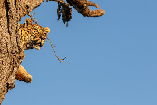 Leopard, Panthera pardus, Close-up of a female leopard's head peering out from behind a tree trunk against a blue sky.