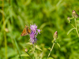 A rust-colored skipper butterfly (Ochlodes sylvanus), photographed in Tremosine.
