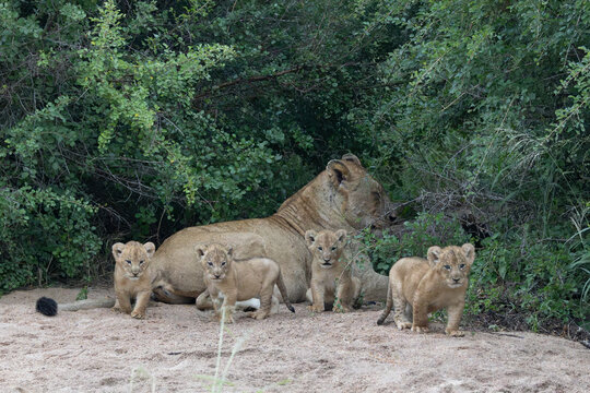 Lion, Panthera leo, Lioness resting with four playful cubs on a sandy patch in front of dense bushes.