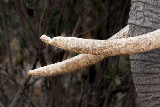 African Elephant, Loxodonta africana, Close-up of elephant tusks, against a blurred bush background.