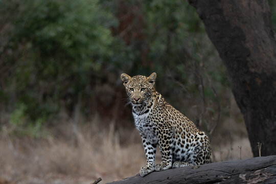 Leopard, Panthera pardus, Leopard cub sitting on a dark, fallen log with a forest background.