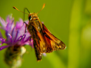 A rust-colored skipper butterfly (Ochlodes sylvanus), photographed in Tremosine.