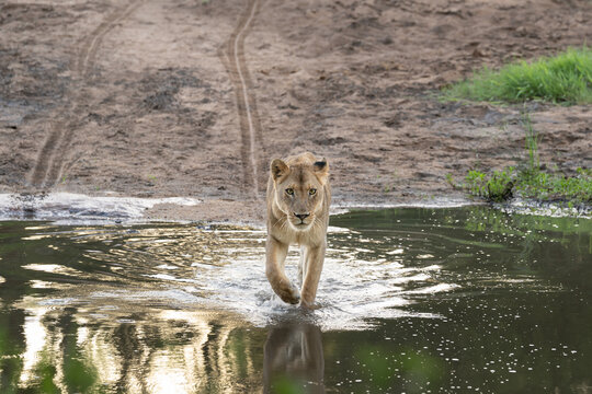 Lion, Panthera leo, Lioness walking through shallow water, looking directly at the camera.