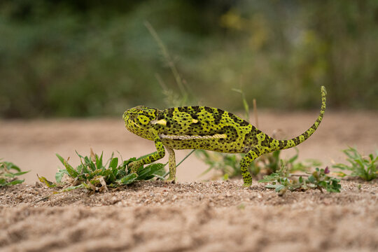 Flap-necked Chameleon, Chamaeleo dilepis, Chameleon walking on sand, showing bright green and black markings.