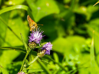 A rust-colored skipper butterfly (Ochlodes sylvanus), photographed in Tremosine.