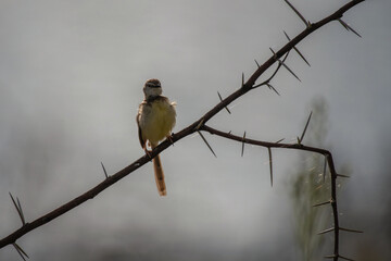 Passereau perch&eacute; sur un arbuste &eacute;pineux