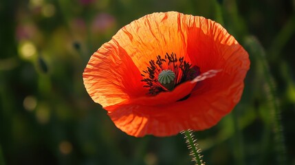 Fototapeta premium Close up of a single vibrant orange red poppy bloom with delicate petals and dark center in soft sunlight