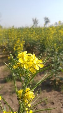 Close up of a vibrant yellow mustard flower cluster attracting a small insect against the backdrop of a sunny agricultural field in bloom.
