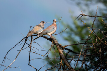 Tourterelles maill&eacute;es 