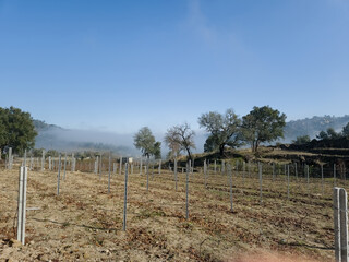 Fototapeta premium Winter vineyard field in Alijo near vila real, Portugal, with young vine rows and bare trees emerging from morning fog under clear blue sky in rural agricultural landscape