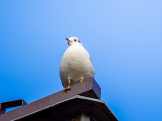 Obraz premium 街灯にのるユリカモメ