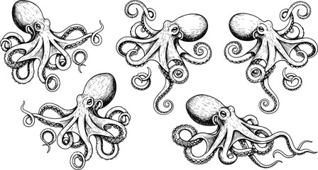 Octopus sea creature illustration set, detailed marine animal drawings, tentacle motion study, vintage engraving style, nautical art, CAD drawing flat vector illustration © Mohsana
