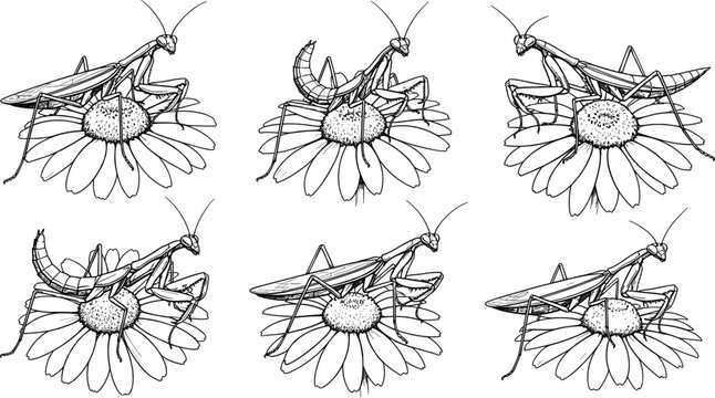 Praying mantis on daisy flower illustration set, detailed insect nature study, vintage engraving style, botanical wildlife art, CAD drawing flat vector illustration