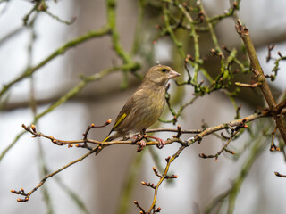 A Greenfinch Bird perched on a Branch
