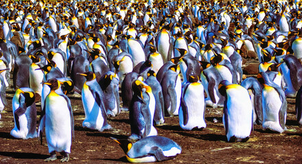 Close-up of a mass of king penguins (Aptenodytes patagonicus) in a tightly packed colony at Volunteer Point, Falkland Islands