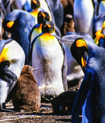 A colony of King Penguins with a chick and a few of the Penguins molting. Volunteer Point, Falkland Islands.