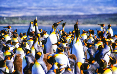 King Penguins, Aptenodytes patagonicus, in a bird colony on the Falkland islands.