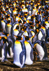 Close-up of a mass of king penguins (Aptenodytes patagonicus) in a tightly packed colony at Volunteer Point, Falkland Islands