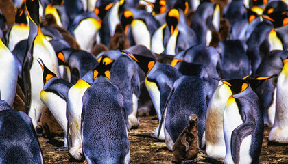 King Penguins (Aptenodytes patagonicus), Falkland Islands