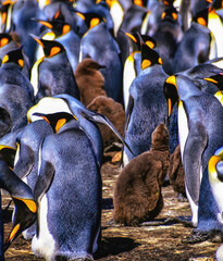 King Penguins (Aptenodytes patagonicus), Falkland Islands