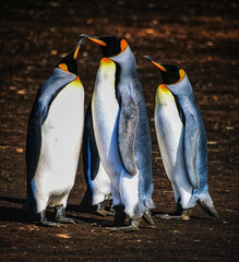 Falkland Islands, East Falkland. King penguins close-up.